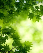 Green Maple Leaves wallpaper 176x220