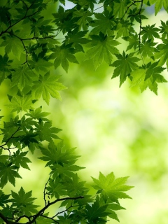 Das Green Maple Leaves Wallpaper 240x320
