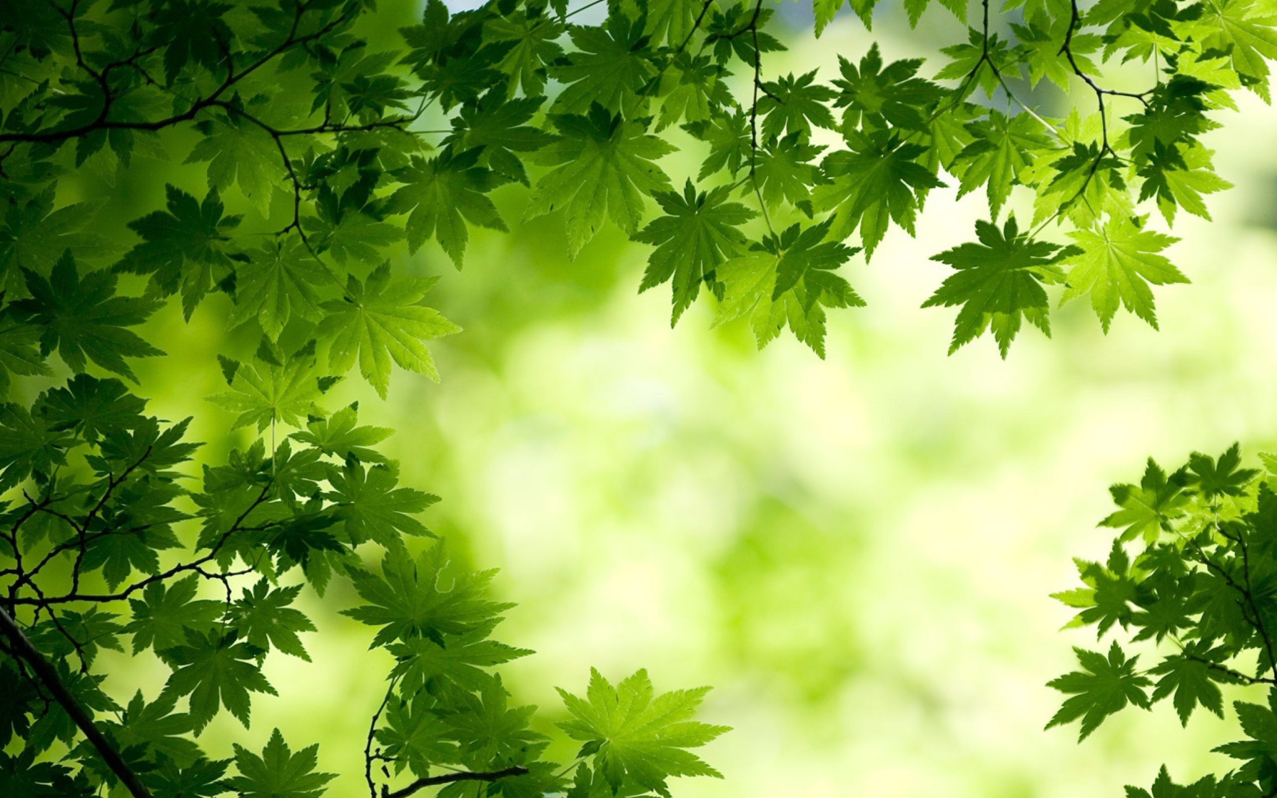 Sfondi Green Maple Leaves 2560x1600