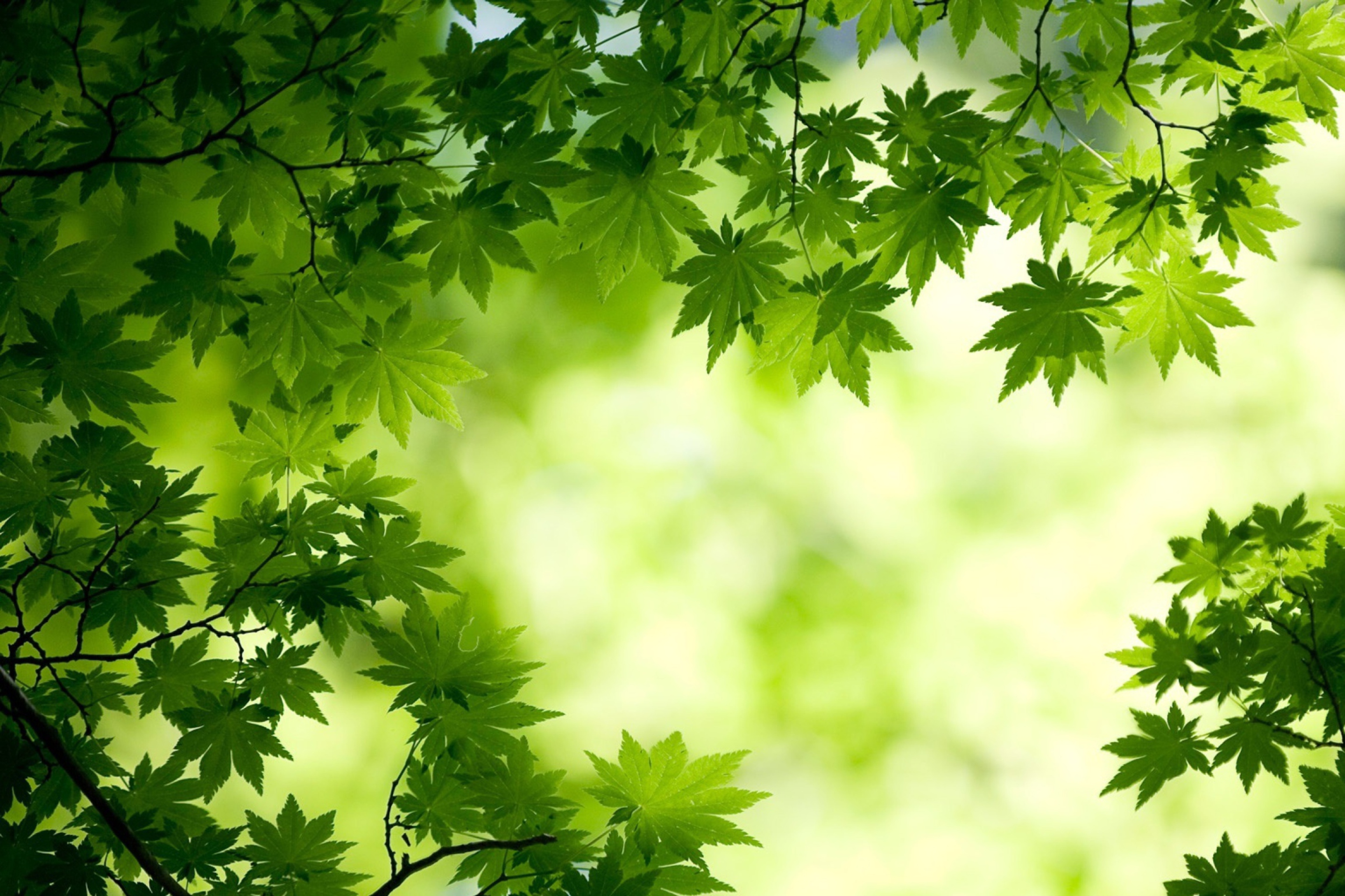 Обои Green Maple Leaves 2880x1920