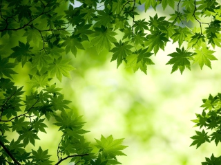 Обои Green Maple Leaves 320x240