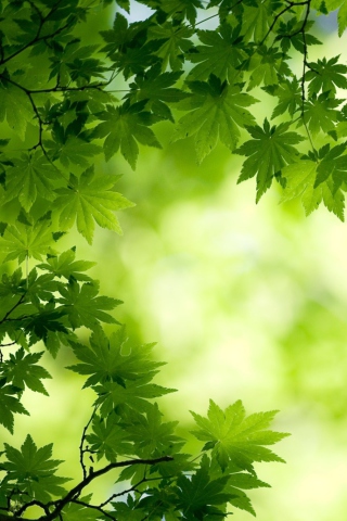 Sfondi Green Maple Leaves 320x480