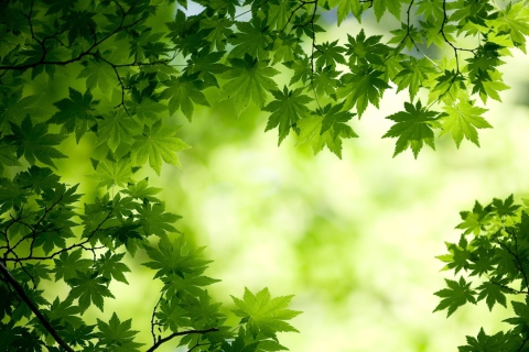 Обои Green Maple Leaves 480x320