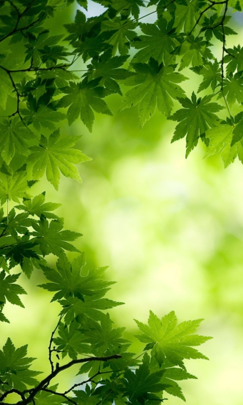 Green Maple Leaves wallpaper 480x800