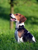 Sfondi Beagle Dog 132x176