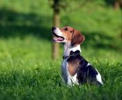 Beagle Dog wallpaper 176x144