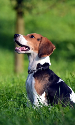 Beagle Dog wallpaper 240x400