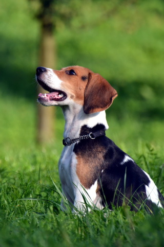Fondo de pantalla Beagle Dog 320x480