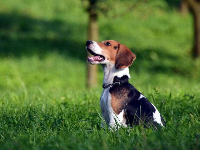 Das Beagle Dog Wallpaper 640x480