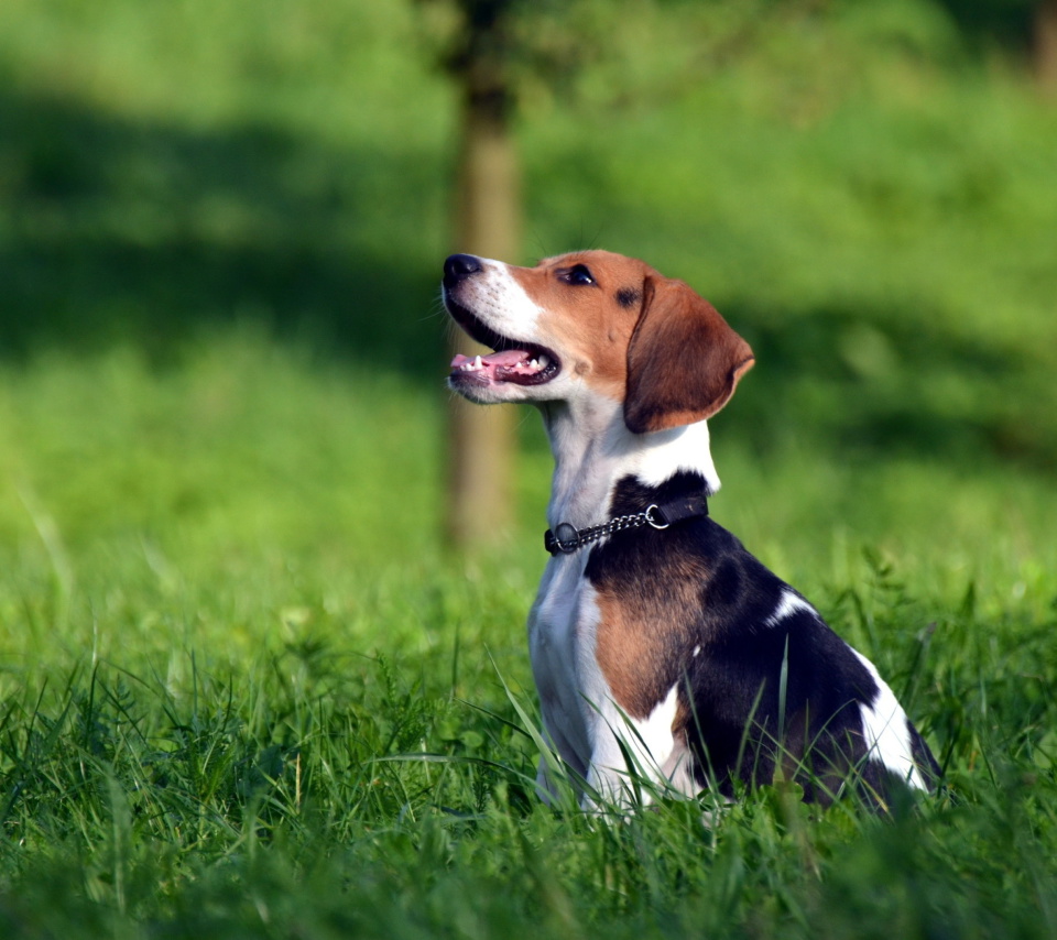 Beagle Dog wallpaper 960x854