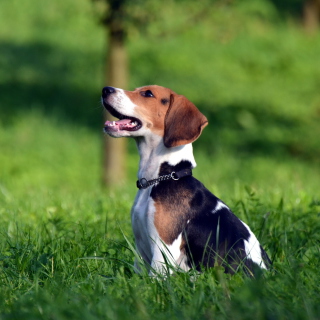 Beagle Dog sfondi gratuiti per iPad mini
