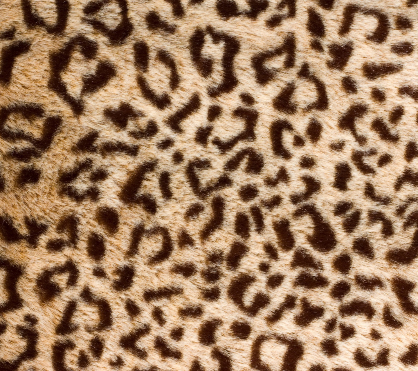 Das Leo Fur Wallpaper 1440x1280