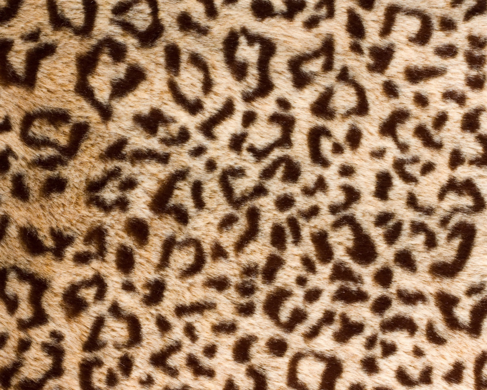 Das Leo Fur Wallpaper 1600x1280