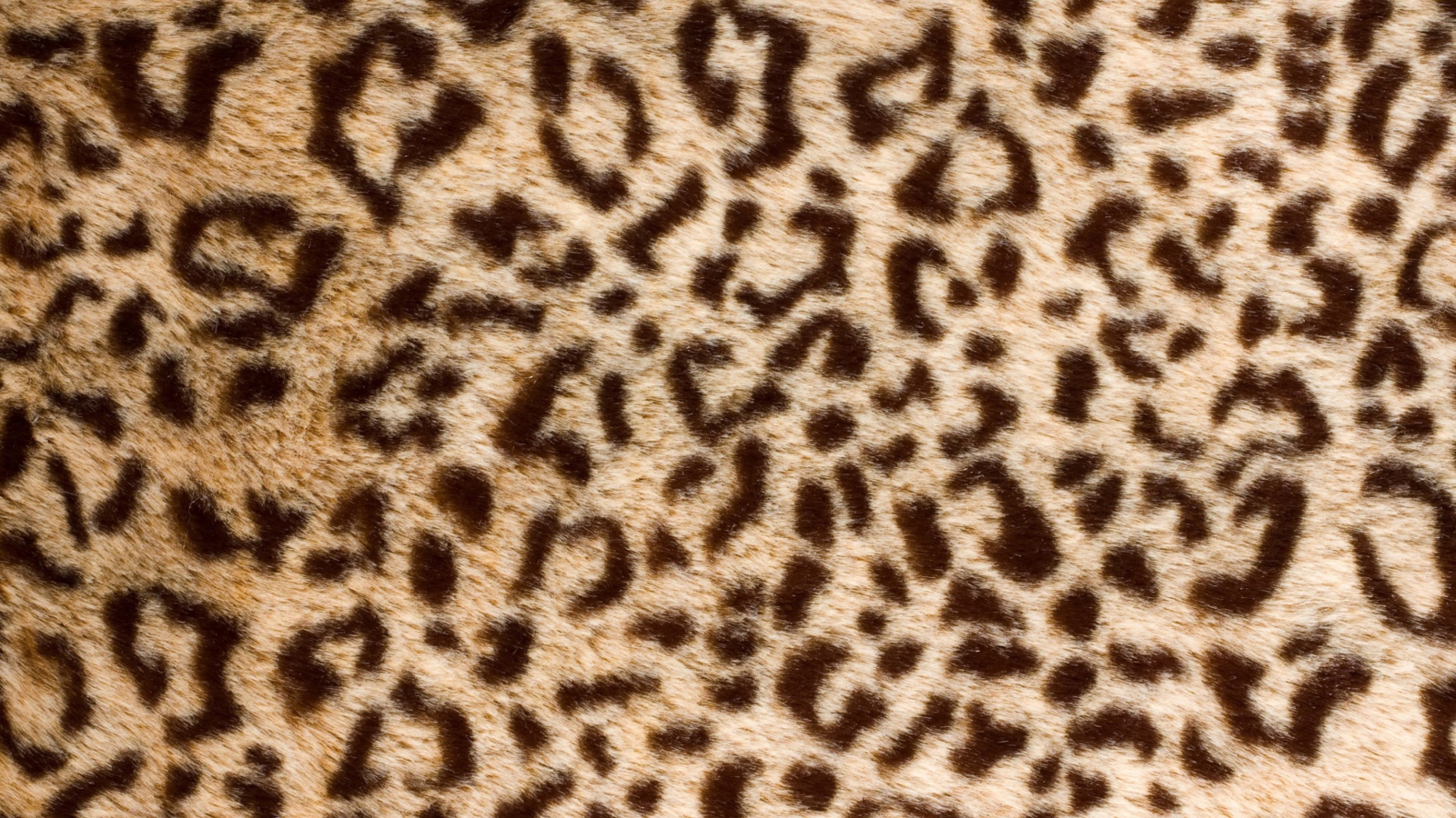 Das Leo Fur Wallpaper 1600x900