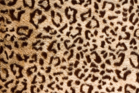 Das Leo Fur Wallpaper 480x320