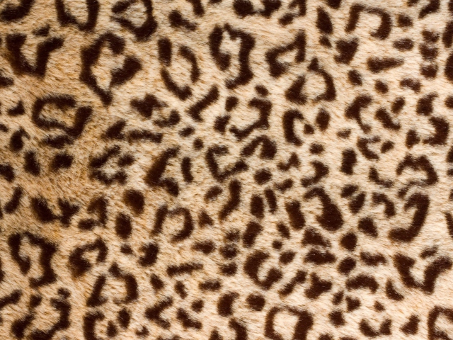 Leo Fur wallpaper 640x480