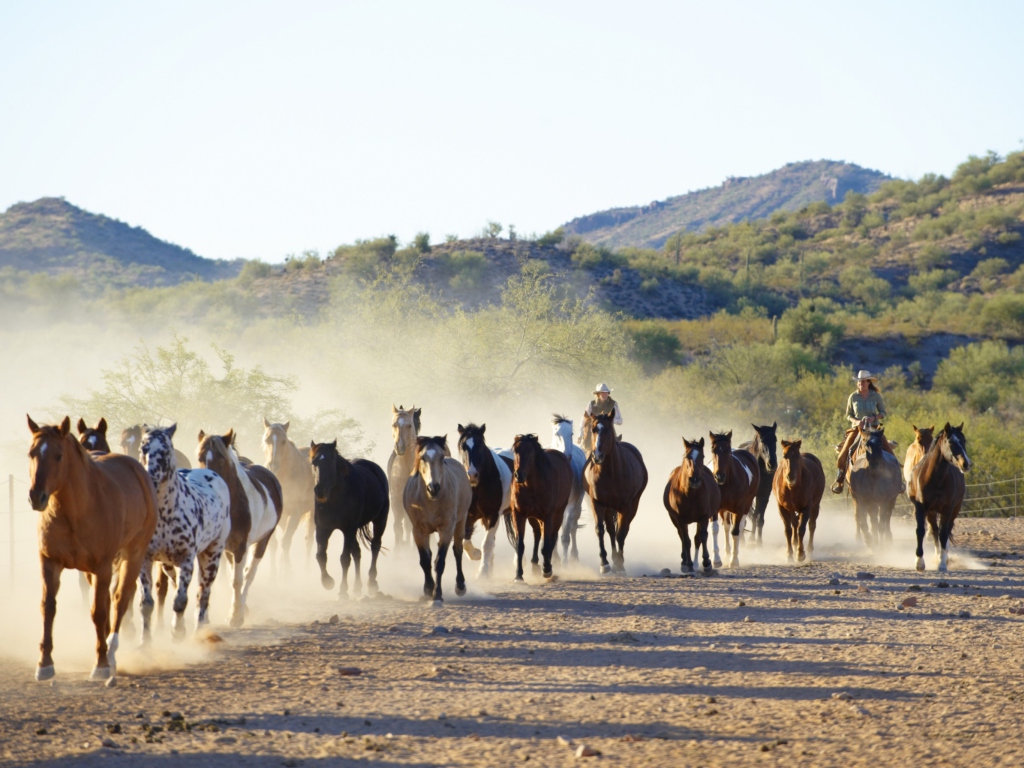 Das Horses Running Wallpaper 1024x768