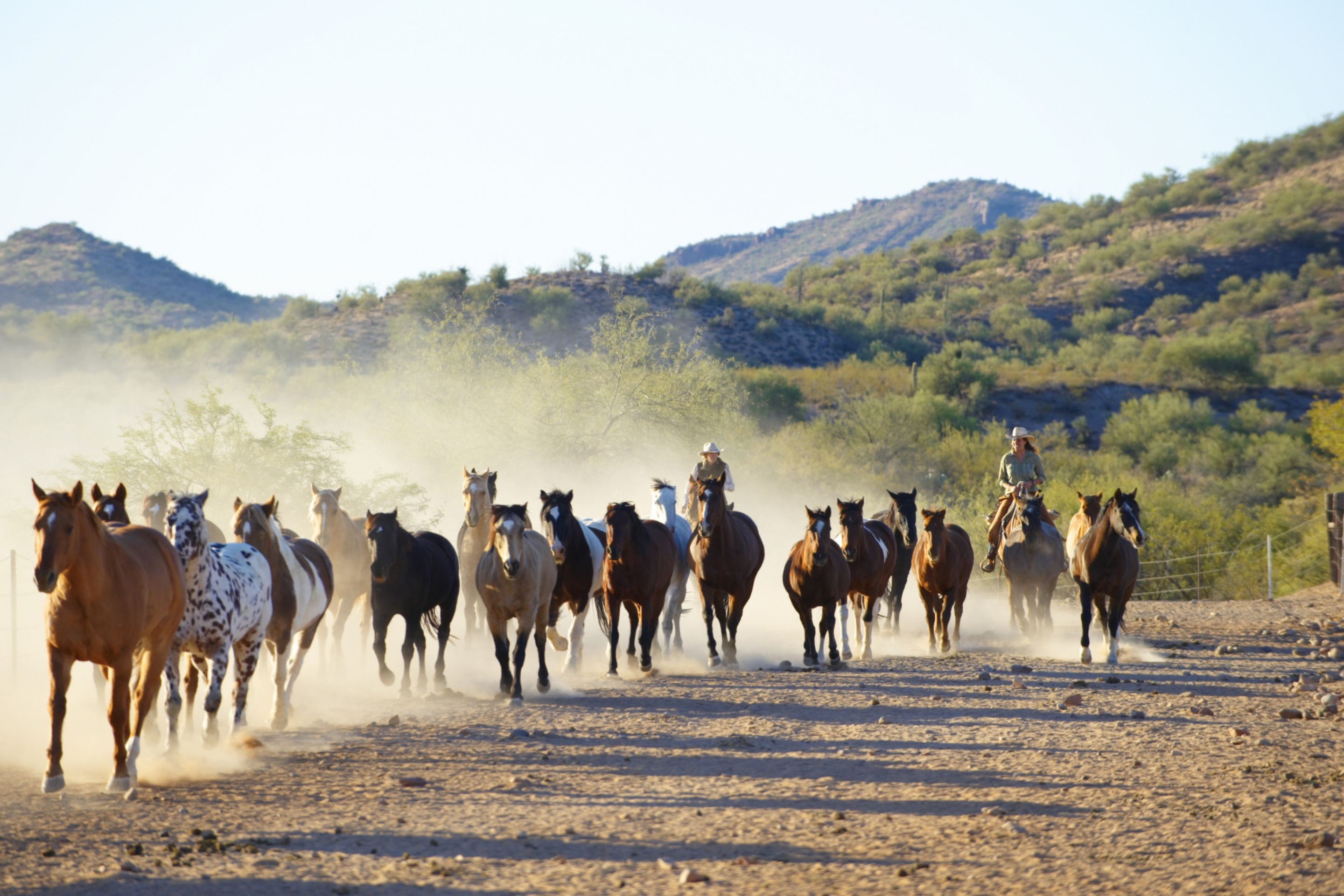 Fondo de pantalla Horses Running 2880x1920