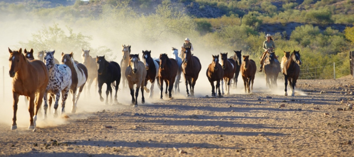 Das Horses Running Wallpaper 720x320