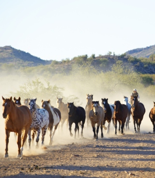 Horses Running sfondi gratuiti per Motorola Quench XT3