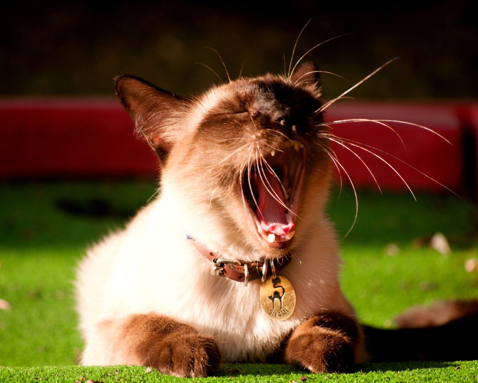 Das Yawning Siamese Wallpaper 1600x1280