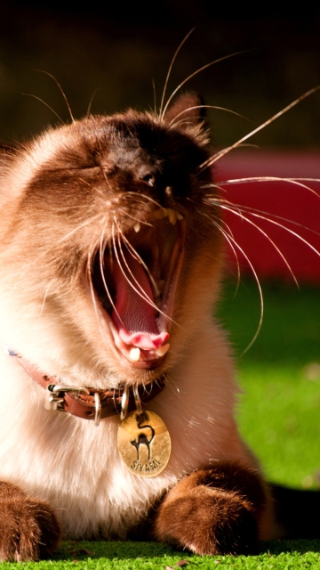 Yawning Siamese screenshot #1 360x640