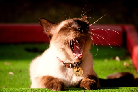 Yawning Siamese screenshot #1 480x320