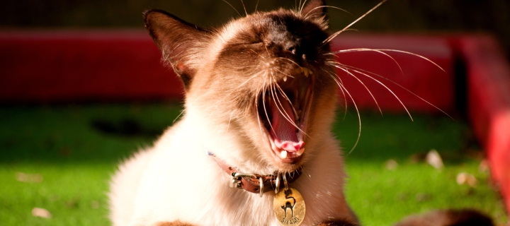 Yawning Siamese screenshot #1 720x320