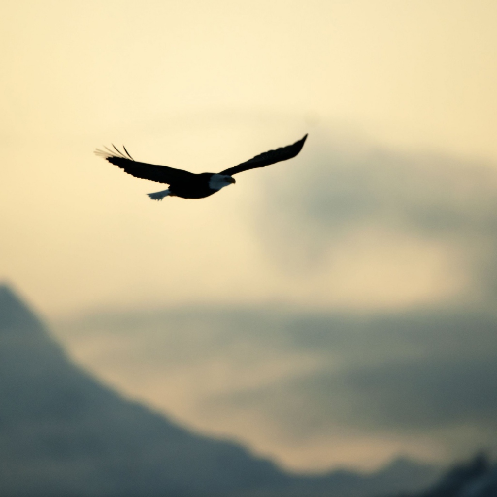 Eagle In The Sky screenshot #1 1024x1024