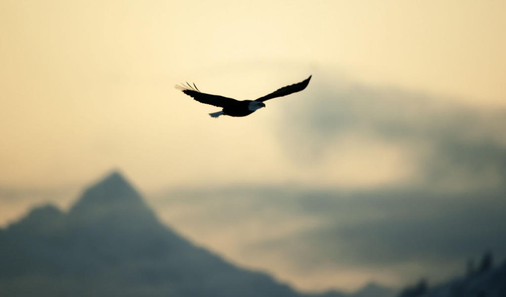 Eagle In The Sky wallpaper 1024x600