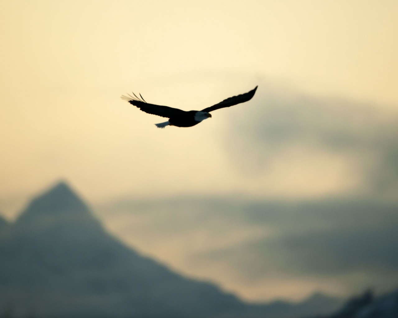 Eagle In The Sky wallpaper 1280x1024