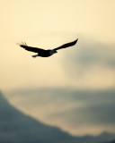 Eagle In The Sky wallpaper 128x160