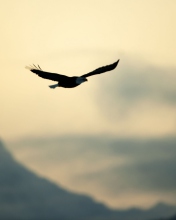 Sfondi Eagle In The Sky 176x220