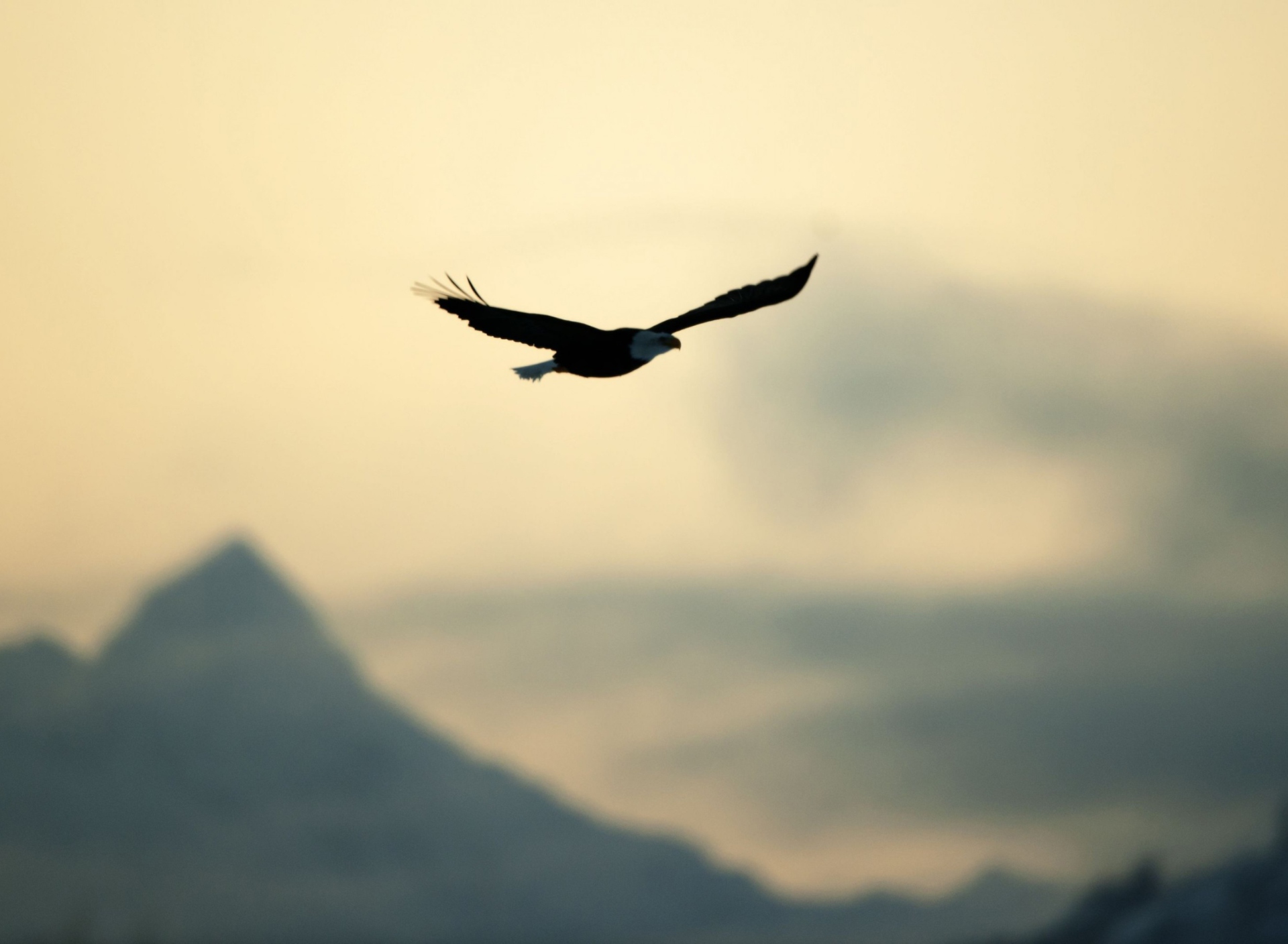 Eagle In The Sky wallpaper 1920x1408