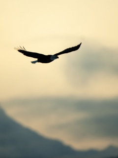 Das Eagle In The Sky Wallpaper 240x320