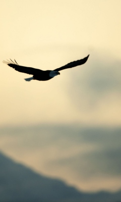 Eagle In The Sky screenshot #1 240x400