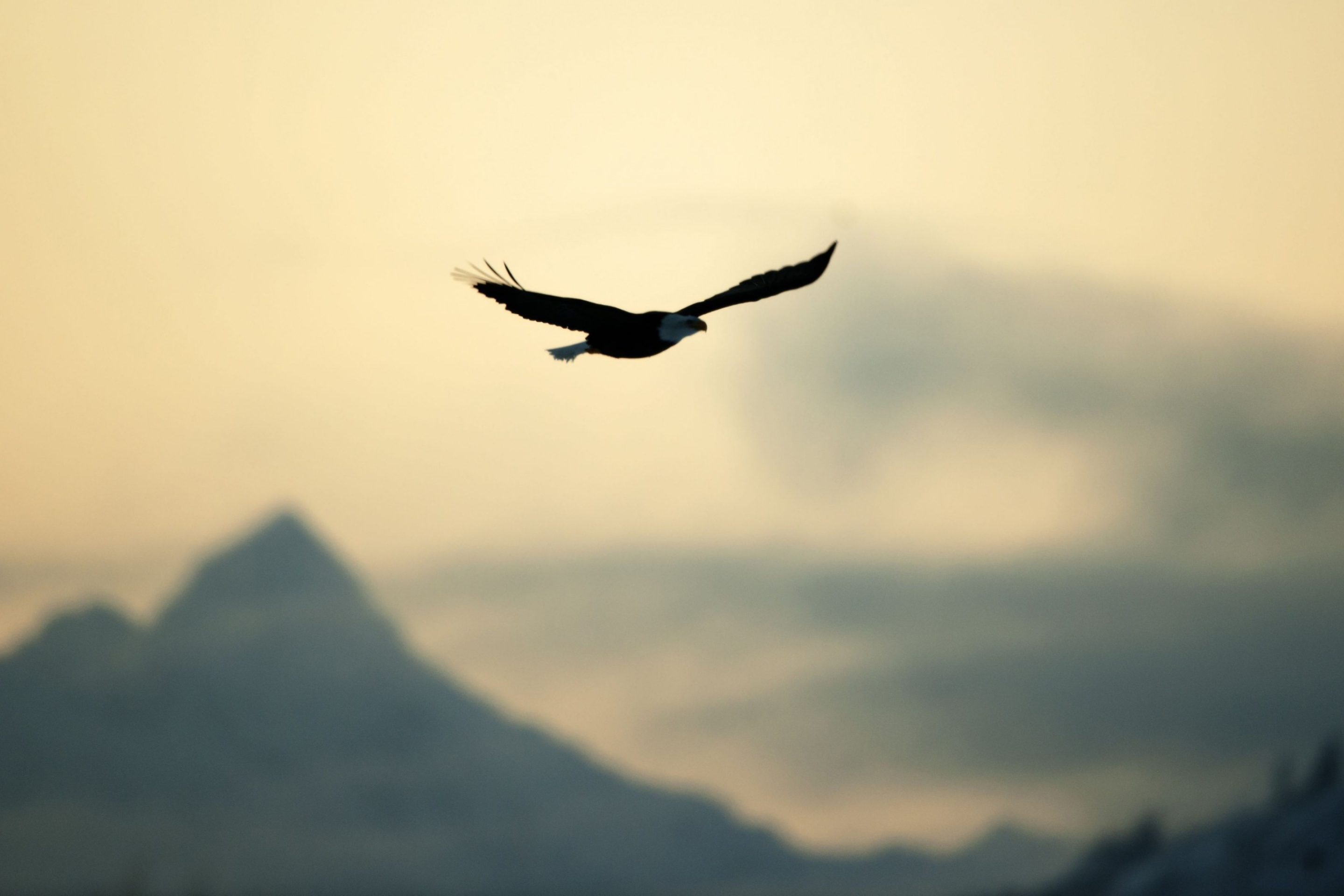 Eagle In The Sky wallpaper 2880x1920