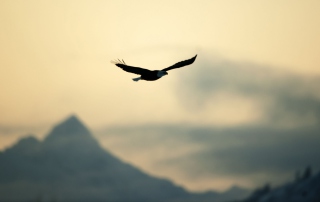 Eagle In The Sky Background for Android, iPhone and iPad