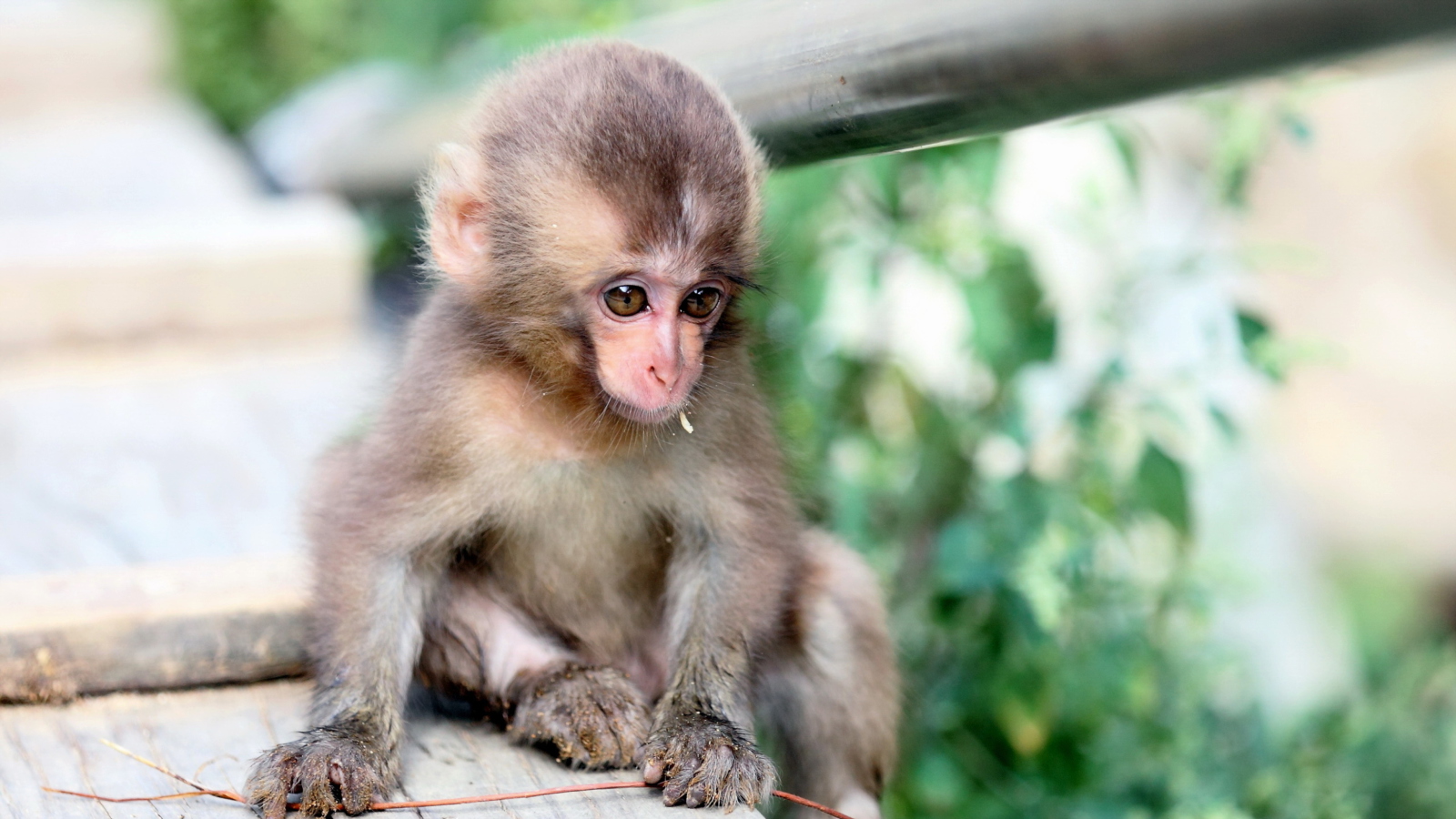 Sfondi Baby Monkey 1600x900