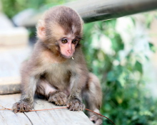 Sfondi Baby Monkey 220x176