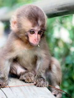 Baby Monkey screenshot #1 240x320