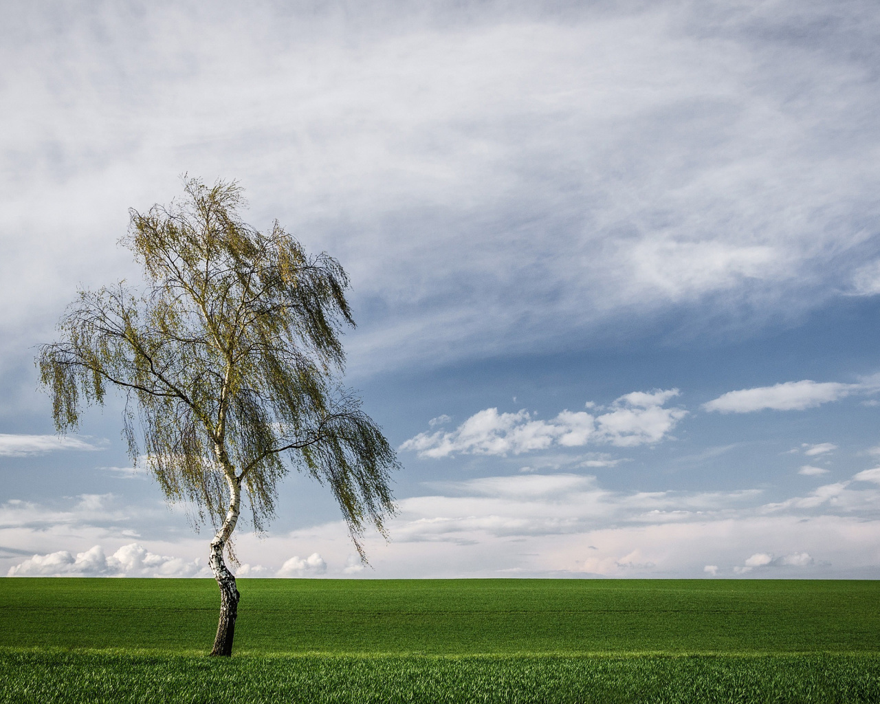 Lonely Birch on Field wallpaper 1280x1024