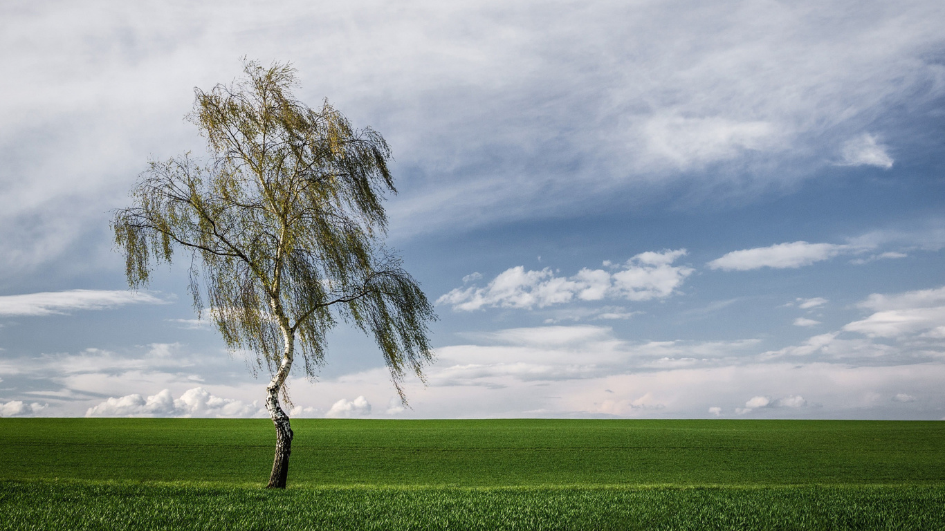 Lonely Birch on Field wallpaper 1366x768