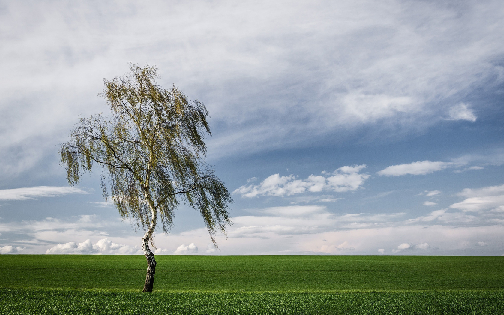 Screenshot №1 pro téma Lonely Birch on Field 1680x1050