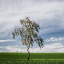 Lonely Birch on Field wallpaper 208x208