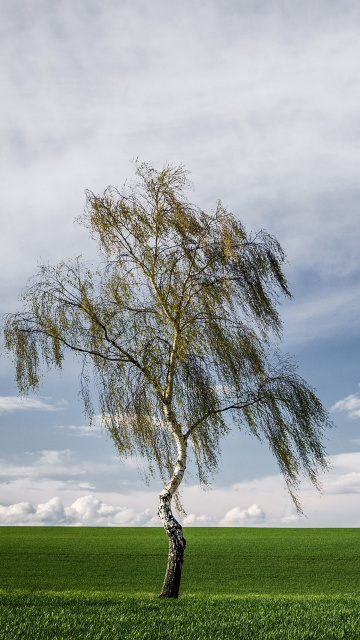 Lonely Birch on Field wallpaper 360x640