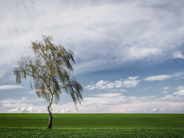 Обои Lonely Birch on Field 640x480