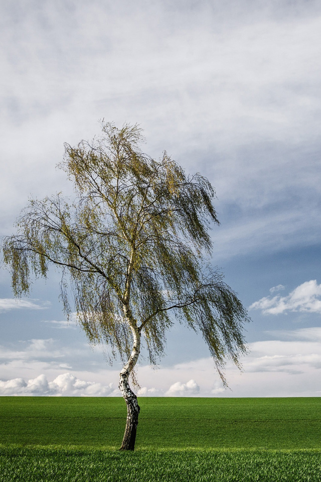 Lonely Birch on Field wallpaper 640x960