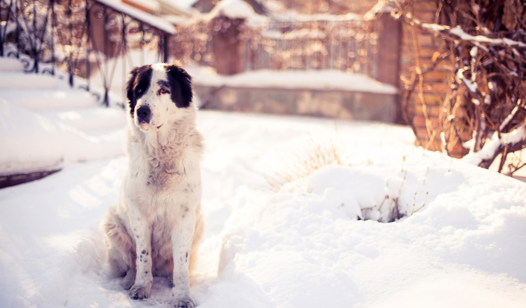 Dog In Snowy Yard wallpaper 1024x600