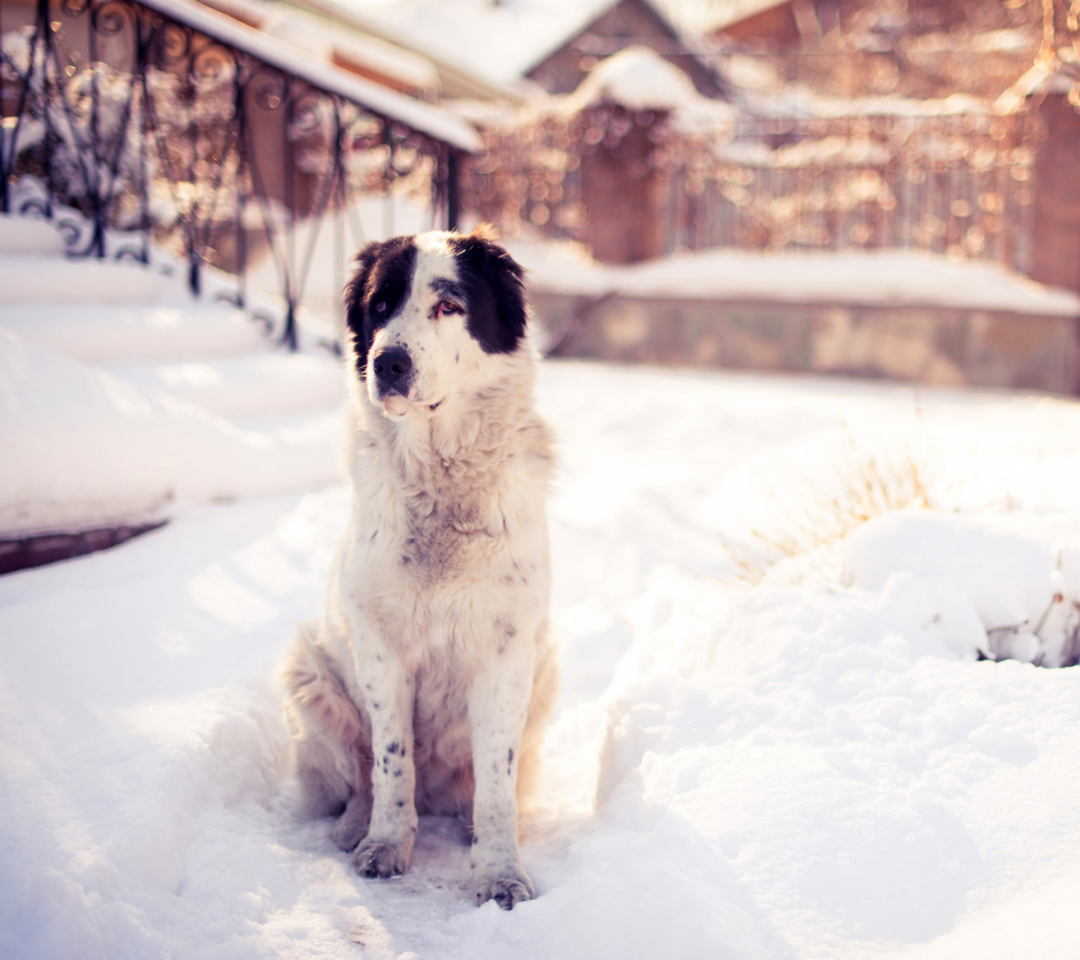 Das Dog In Snowy Yard Wallpaper 1080x960